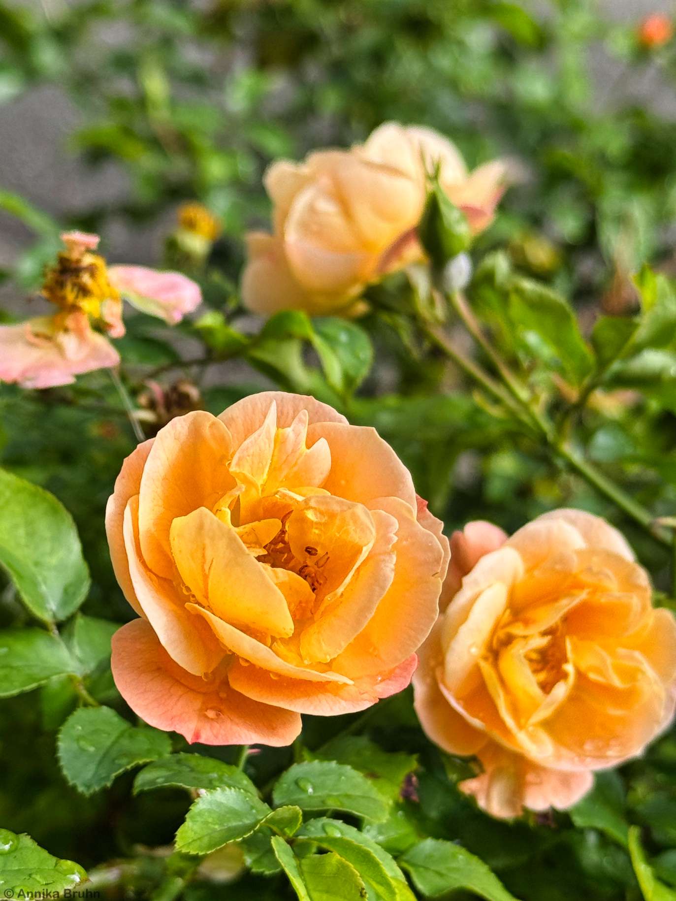 Kleine Rosenblüten am Wegesrand